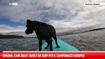 Spagna, sfida tra cani sul surf
