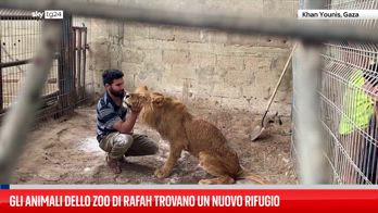 Gaza, animali dello zoo di Rafah trovano un nuovo rifugio