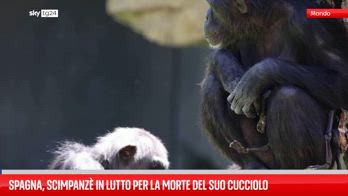 Spagna, scimpanzé in lutto per la morte del suo cucciolo