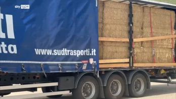 Siccità, camion carichi di fieno in dono agli allevatori siciliani