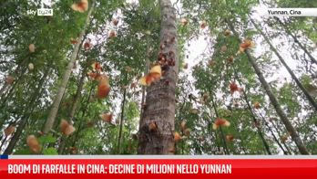 Boom di farfalle in Cina: ⁠⁠⁠⁠⁠⁠⁠decine di milioni in Yunnan