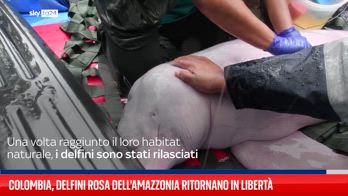 Bolvia, il salvataggio di un delfino rosa