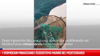 Vermocani, la trappola nelle acque al largo di Milazzo