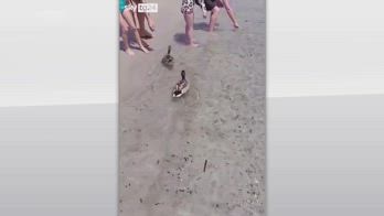 Sardegna, anatre fanno il bagno nella spiaggia del Poetto