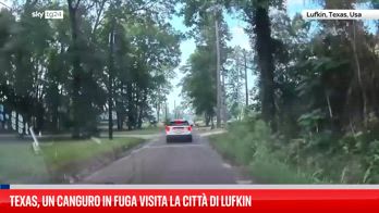 Texas, un canguro in fuga visita la città di Lufkin