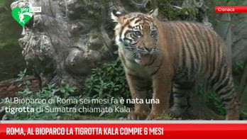 ERROR! Bioparco Roma, la tigrotta Kala compie sei mesi