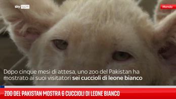 Zoo del Pakistan mostra 6 cuccioli di leoni bianchi