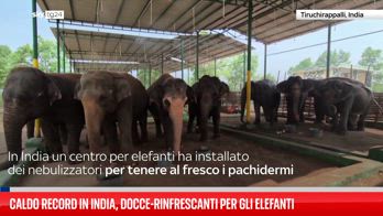 Elefanti indiani si rinfrescano dal caldo grazie a nebulizzatori