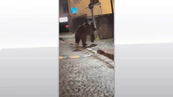 Trentino, orso si aggira per le vie di Malè e riesplode la polemica