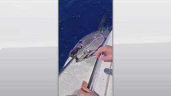 S.Teresa di Gallura, pescato tonno di 220 kg