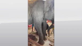 Thailandia, elefante partorisce rara coppia di gemelli
