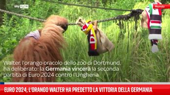 Orango ha predetto la vittoria della Germania a Euro 2024