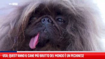 Pechinese vince concorso dei cani più brutti del mondo