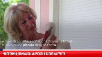 Macedonia, donna salva cicogna ferita