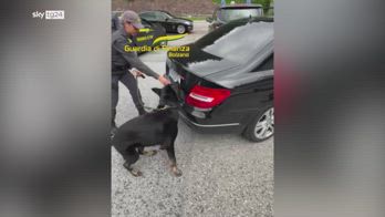 Il cane Escot scopre 100 kg di hasish su unâauto a Resia