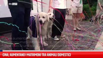 Cina, in aumento fenomeno nozze tra cani