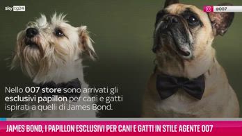 VIDEO James Bond, i papillon esclusivi per cani e gatti