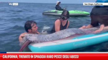 Raro pesce-remo scoperto al largo della costa della California