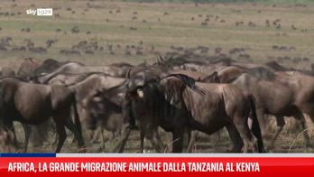 Africa, la grande migrazione degli animali dalla Tanzania al Kenya