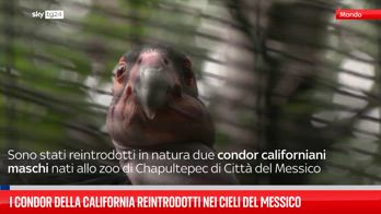 I condor della California reclamano i cieli del Messico