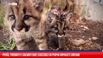 Perù, salvati cuccioli di puma rimasti orfani negli incendi