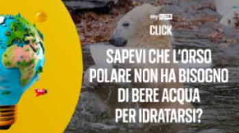 Sapevi che l'orso polare non ha bisogno di bere acqua?