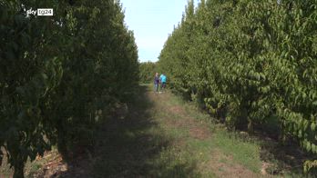 ERROR! Faenza, proteste agricoltori in E-R per fondi Agricat