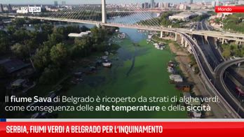 Belgrado, crescita alghe nei fiumi per caldo ed inquinamento