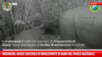 Indonesia, nato cucciolo di rinoceronte di Giava