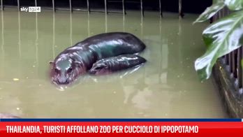 Thailandia, turisti affollano zoo per cucciolo di ippopotamo