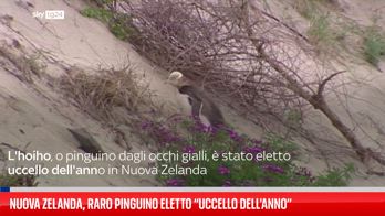 Un raro pinguino è stato incoronato uccello dell'anno in Nuova Zelanda