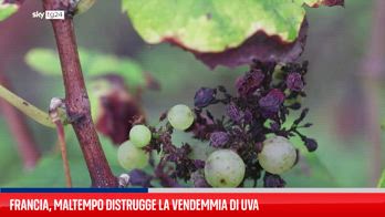 Vendemmia "catastrofica" per viticoltori francesi a causa del maltempo