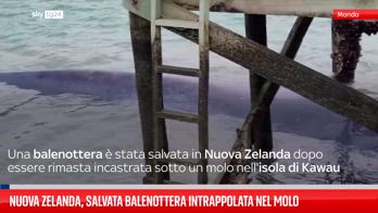 Soccorritori neozelandesi liberano balenottera intrappolata