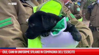 ERROR! Cile, cuccioli marciano accanto a soldati in parata militare