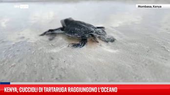 Kenya, tartarughe neonate in via di estinzione raggiungono il mare