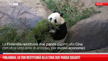 Finlandia, restituiti alla Cina panda giganti del Paese