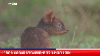 Lo zoo polacco cerca un nome per il cervo neonato di una specie in via di estinzione