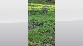 Roma, catturata cucciola di lupo alle porte della Capitale