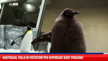 Australia, folla di visitatori per ammirare baby pinguino