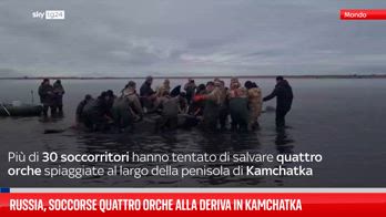 Russia, soccorse quattro orche alla deriva in Kamchatka