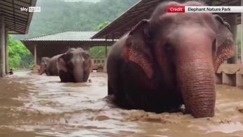 Thailandia, centinaia di elefanti evacuati per alluvione