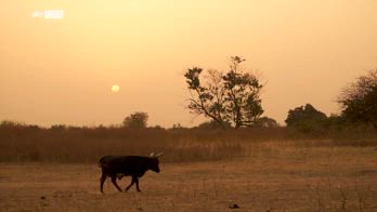 Living Planet Report 2024 del WWF, la biodiversità è in pericolo