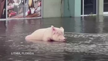 Uragano Milton, maiale salvato dall'inondazione