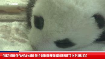 Zoo di Berlino presenta per la prima volta al pubblico dei cuccioli di panda