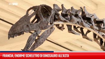 Uno scheletro di dinosauro va all'asta in Francia