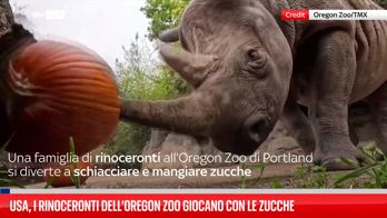 Si avvicina Halloween e i rinoceronti giocano con le zucche