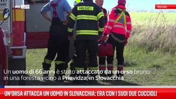 Orso attacca un uomo nella Slovacchia occidentale