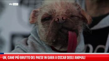 UK, cane più brutto del Paese in gara a Oscar degli animali