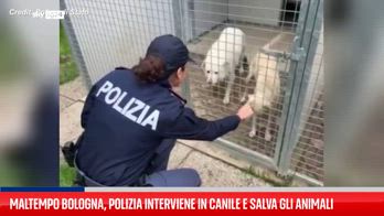 Sasso Marconi, canile alluvionato: interviene la polizia