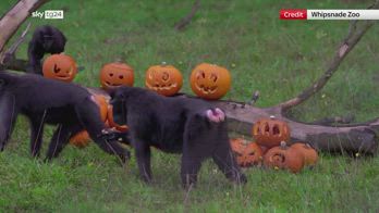 Uk, zucche di Halloween per animali allo zoo di Whipsnade